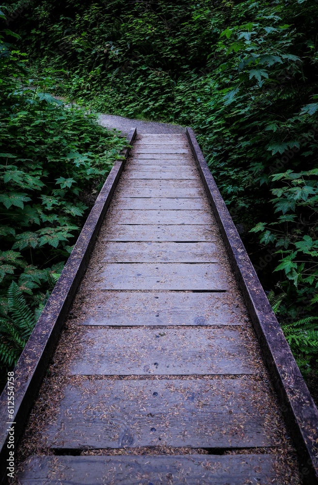 Vertical shot of a wooden walkway surrounded by bright green plants in a summer park