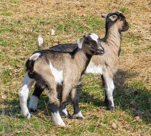 Close-up shot of baby goats standing in the meadow