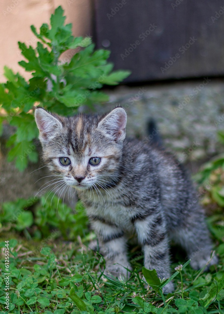 Vertical shot of a cute gray kitten on grass