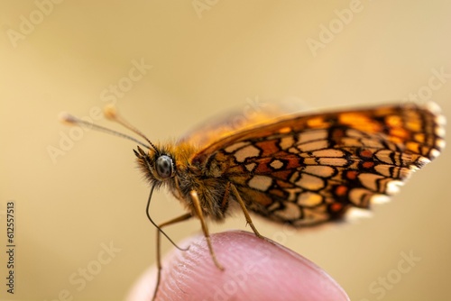 Close-up shot of The Queen of Spain fritillary on the tip of a finger photo