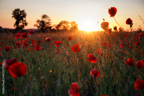 Beautiful meadow with the poppy flowers at sunset, Poland. © Patryk Kosmider