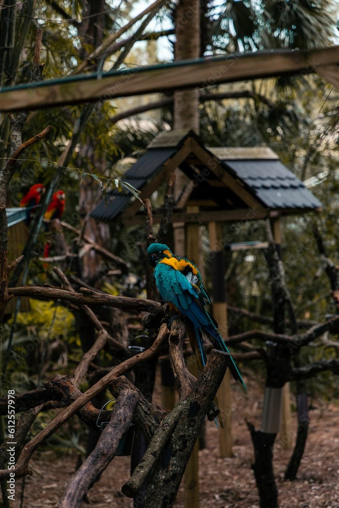 Obraz premium Closeup of macaws (Ara macao) on branches