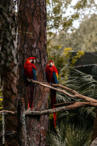 Closeup of scarlet macaw couple (Ara macao) on a branch