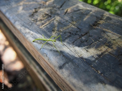 Closeup of nature phasmids stick insect on a wooden trunk with sunlights on photo