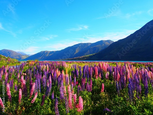 Fototapeta Naklejka Na Ścianę i Meble -  Natural view of Large-leaved lupine field, lake, and mountain landscape in New Zealand