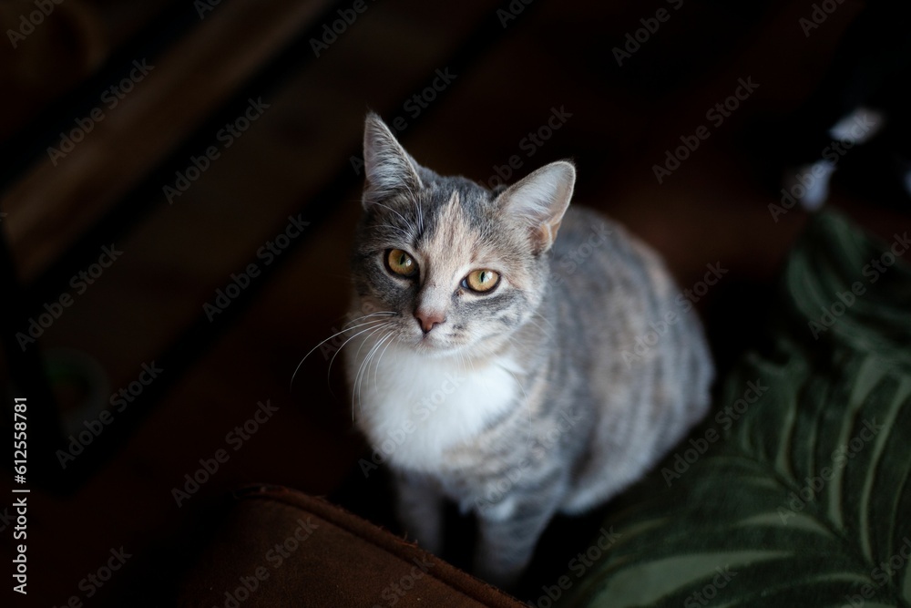 High-angle shot of a gray striped cat looking straight into the camera