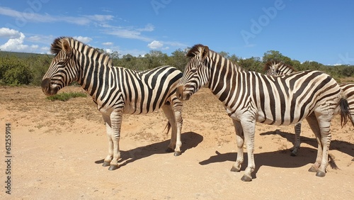 Herd of zebras at Addo Elephant Park on a sunny day in Port Elizabeth, South Africa