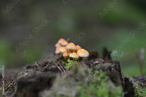 Closeup shot of small honey mushrooms in a forest with a blurry background