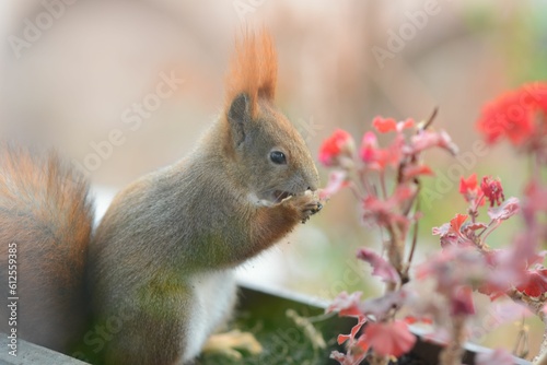 Closeup side view of a small squirrel in a flower pot on a blurry background