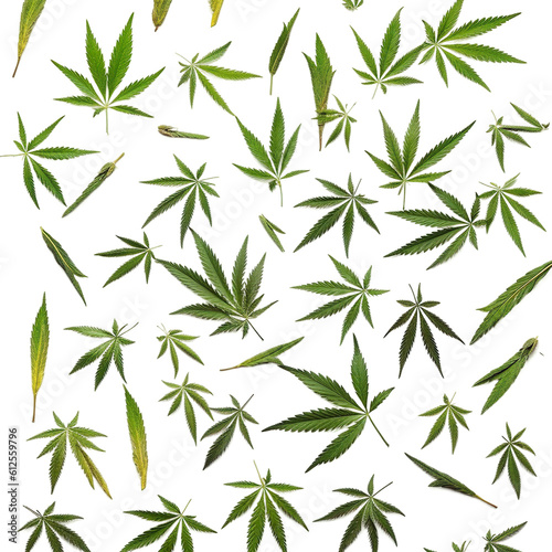 Collection of Cannabis buds, Cannabis flowers, Transparent background, isolated, separated, marijuana leaves and flowers, ai generated © Alina Young