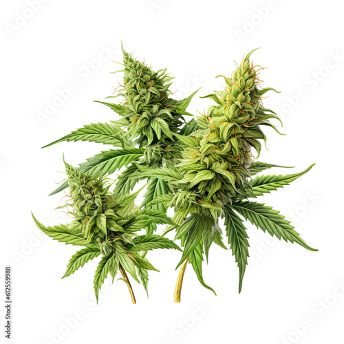 Collection of Cannabis buds  Cannabis flowers  Transparent background  isolated  separated  marijuana leaves and flowers  ai generated