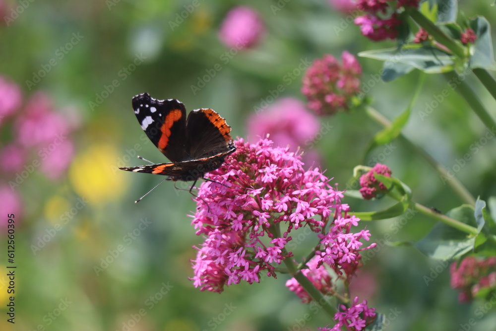 Butterfly Butterfly