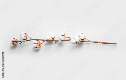 Cotton sprig on white background