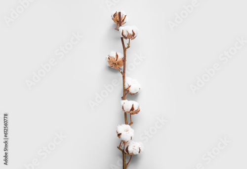 Cotton sprig on white background © Pixel-Shot