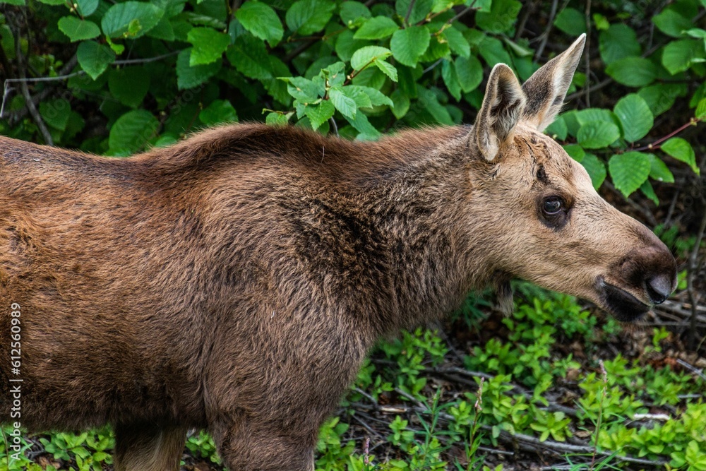 Fototapeta premium Closeup shot of a Moose standing in front of green bush in Denali National Park in Alaska