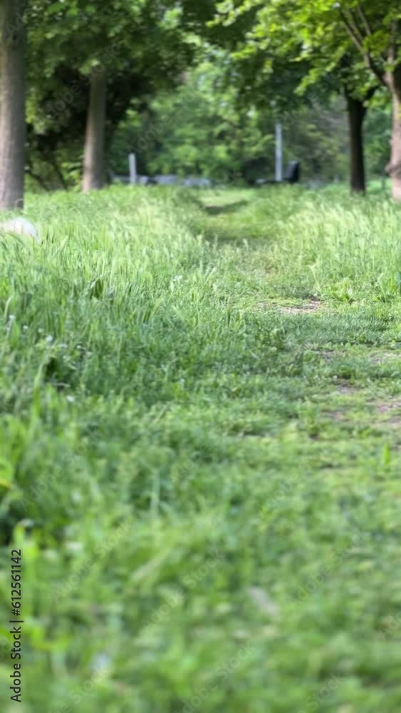Pomeranian Dog Running on the Grass, Walking in the Park, Pet Care Pomeranian Dog Running on the Grass, Walking in the Park, Pet Care