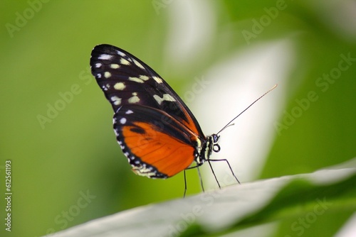 Macro of a cream-spotted tigerwing (Tithorea tarricina) resting on a leaf of a plant © David Grant/Wirestock Creators