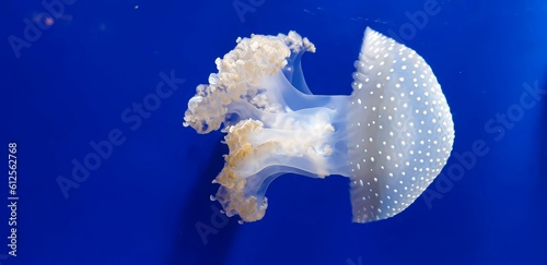White jellyfish in blue background © Katie25/Wirestock Creators