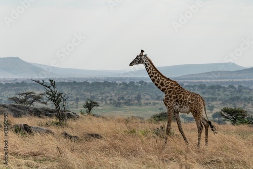 Beautiful shot of a wild giraffe on a rural dry valley