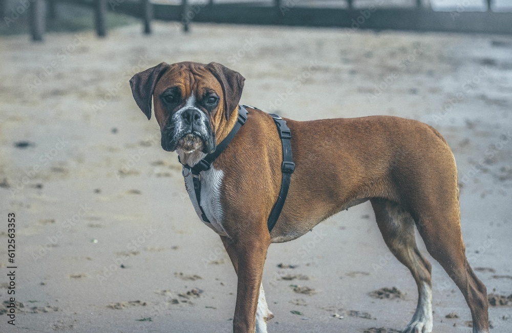 Beautiful shot of a brown boxer dog at a beach during the day