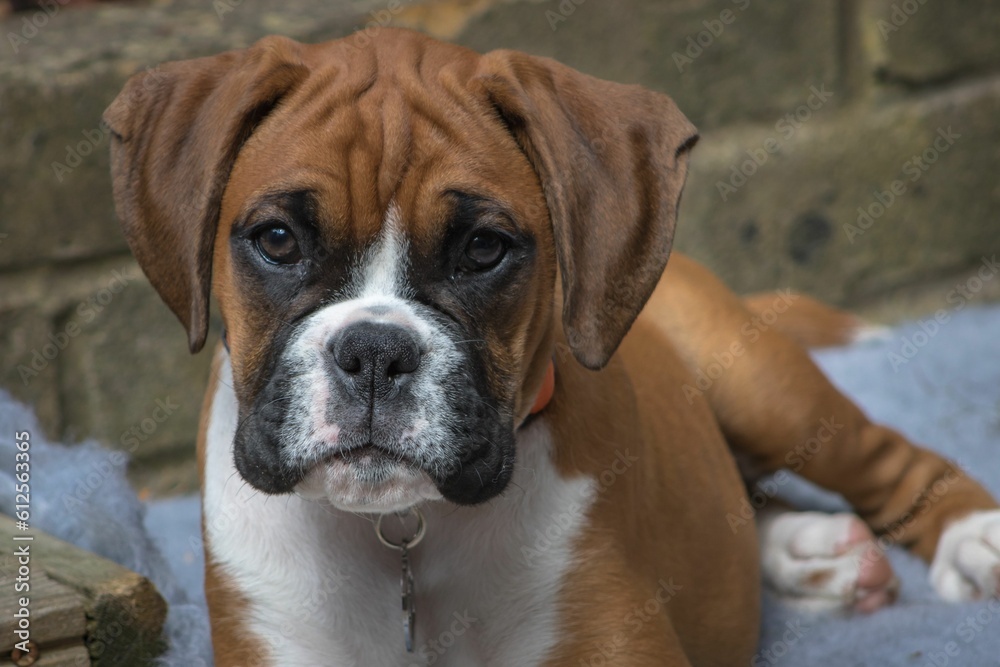 Closeup shot of a brown boxer dog staring at the camera