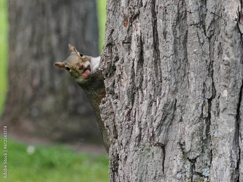 Obraz premium Squirrel holding on nut in its mouth on a tree