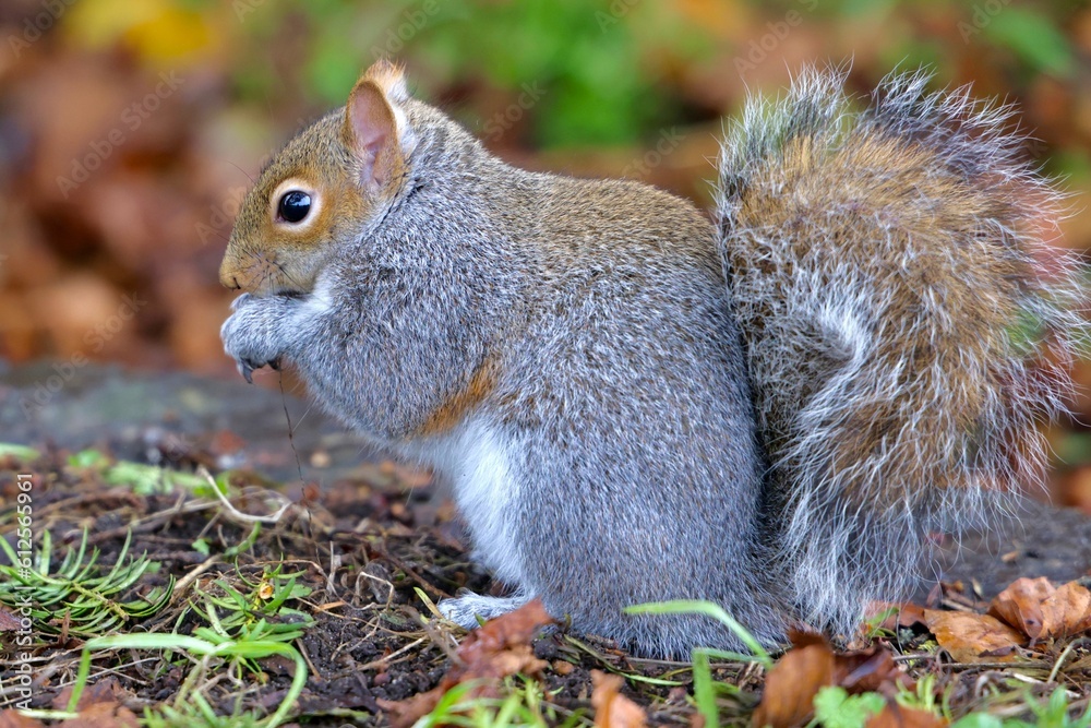 Closeup of an eastern gray squirrel eating from its paws against the blurred background Closeup of an eastern gray squirrel eating from its paws against the blurred background