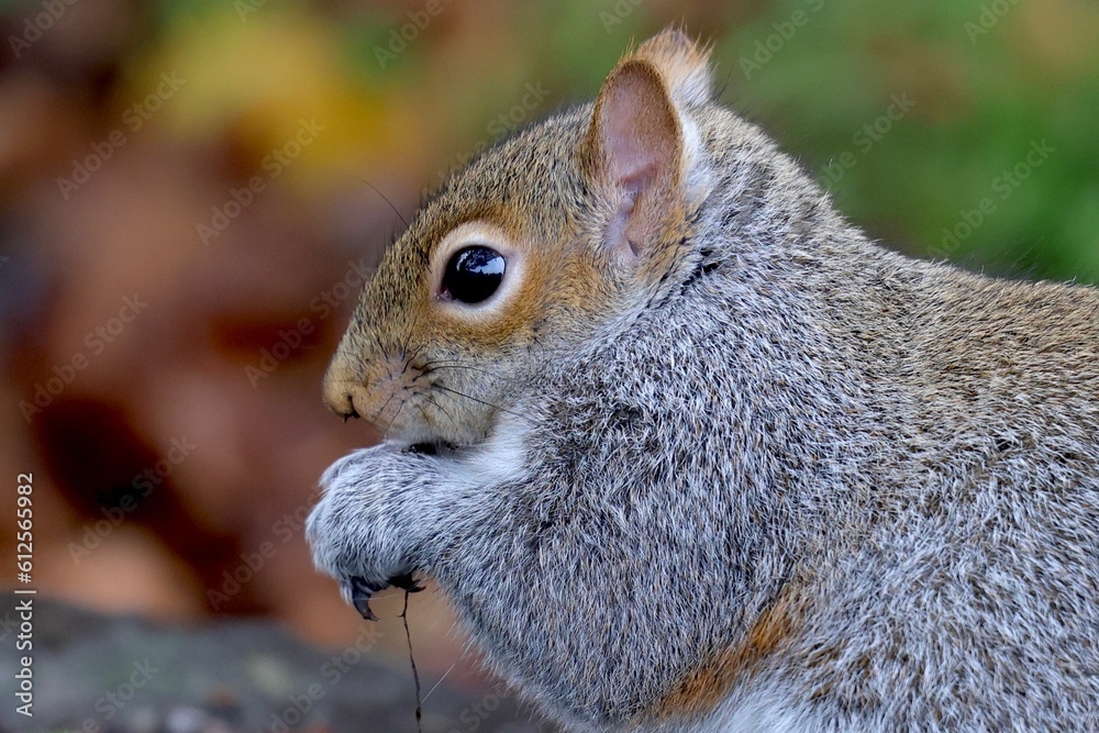 Fototapeta premium Closeup of an eastern gray squirrel eating from its paws against the blurred background