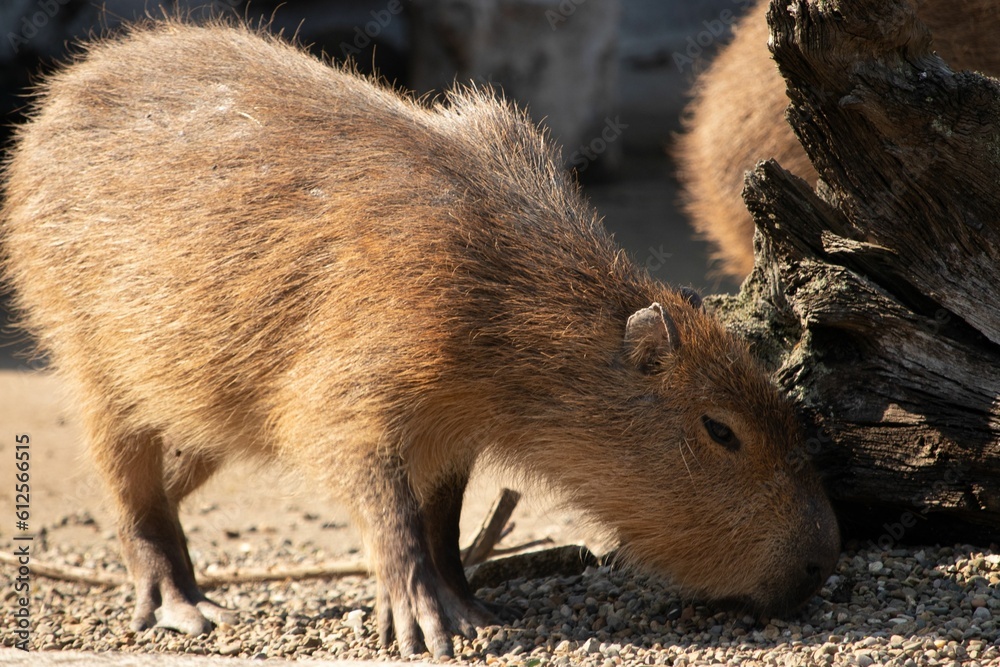 Closeup of a Capybara in its natural habitat Closeup of a Capybara in its natural habitat