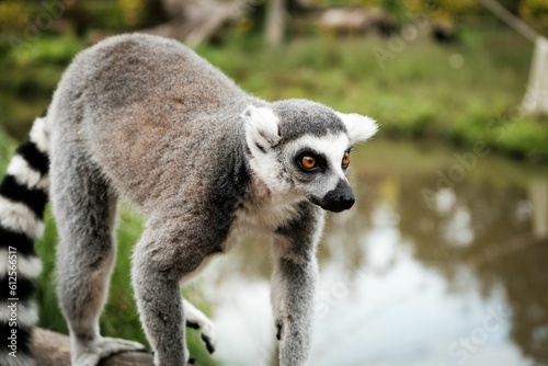 Close-up shot of a ring-tailed lemur