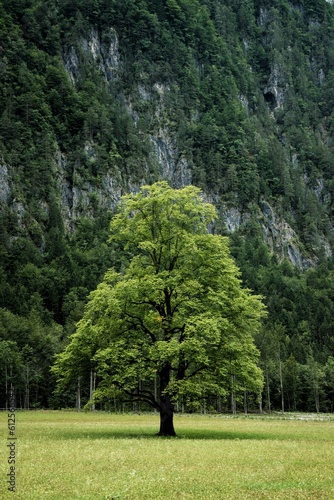 Vertical shot of a tree growing on a field with a background of a forested cliff