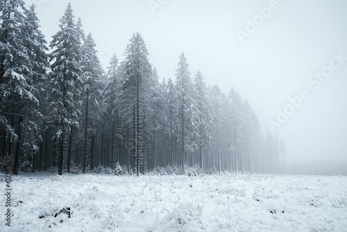 Beautiful landscape of the Ardennes forest in snowy and foggy weather in Belgium.