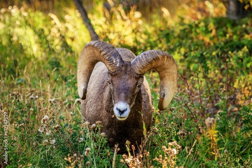 Closeup shot of a mouflon in the grass in Yellowstone National Park