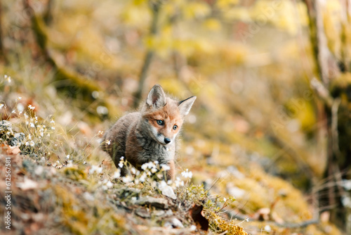 nice shotnice shot of a curious young fox Vulpes vulpes in the  of a curious young fox Vulpes vulpes in the middle of the sunny forest floor, Slovak wild nature, red fox, useful for magazines,slovakia