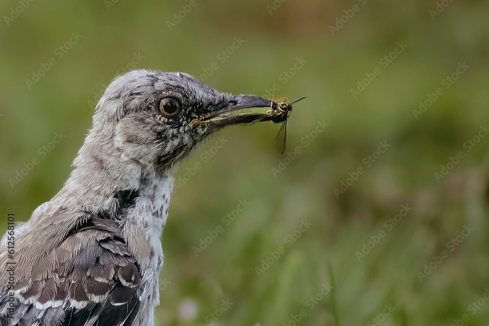 Obraz premium Closeup of a mockingbird with an insect on its beak