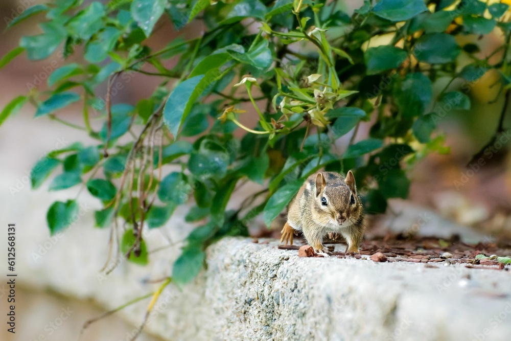Eastern chipmunk eating nuts under the leaves. Eastern chipmunk eating nuts under the leaves.