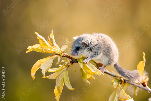 Photos shot of a woodland dormouse on a tree with white flowers, dormouse with a gray c