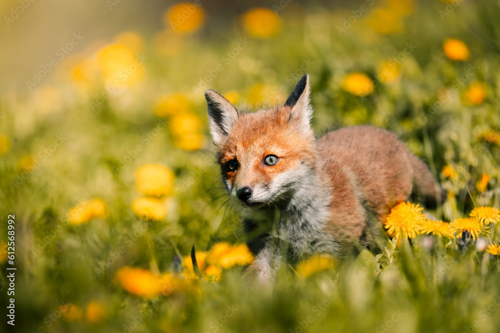 nice shot of a curious young fox Vulpes vulpes in the middle of the sunny forest floor, Slovak wild nature, red fox, useful for magazines,slovakia nice shot of a curious young fox Vulpes vulpes in the middle of the sunny forest floor, Slovak wild nature, red fox, useful for magazines,slovakia