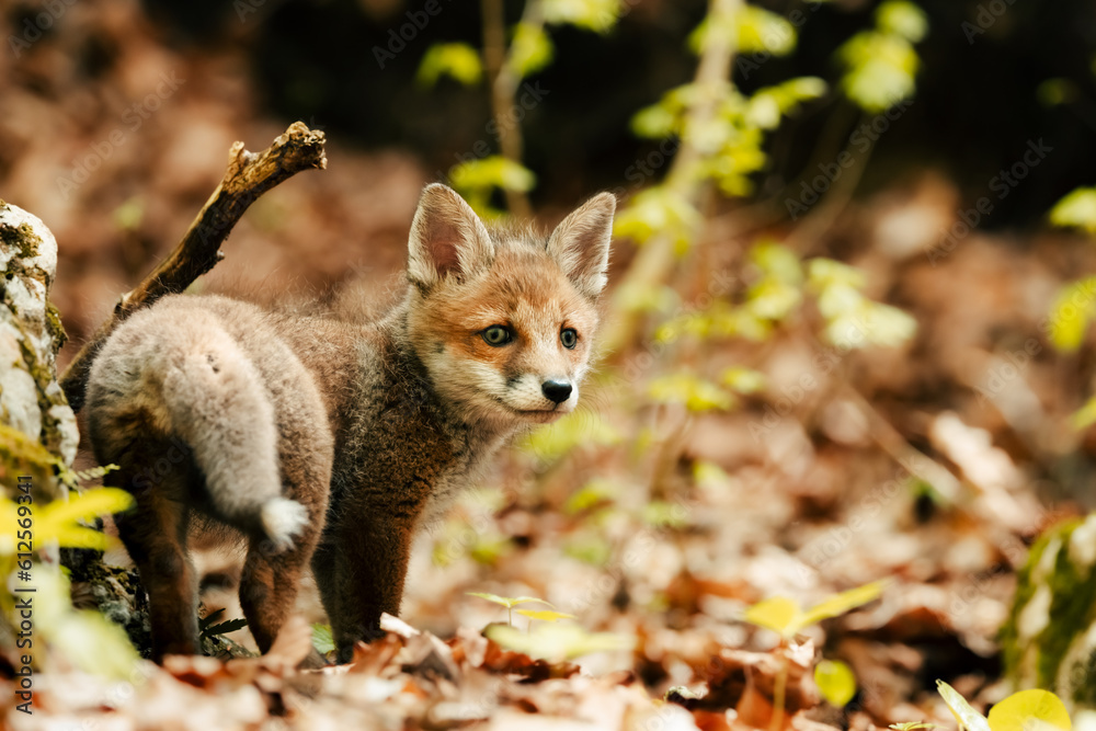nice shot of a curious young fox Vulpes vulpes in the middle of the sunny forest floor, Slovak wild nature, red fox, useful for magazines,slovakia nice shot of a curious young fox Vulpes vulpes in the middle of the sunny forest floor, Slovak wild nature, red fox, useful for magazines,slovakia