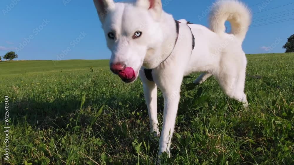 sibirischer Husky Hund, weißes Fell an der Leine mit Hundegeschirr, blauen Augen, offenem Mund geht auf einer Wiese unter blauem Himmel und Sonnenschein Gassi umgeben von frischem Gras und Pflanzen 4k
