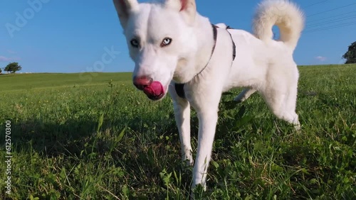 sibirischer Husky Hund, weißes Fell an der Leine mit Hundegeschirr, blauen Augen, offenem Mund geht auf einer Wiese unter blauem Himmel und Sonnenschein Gassi umgeben von frischem Gras und Pflanzen 4k photo