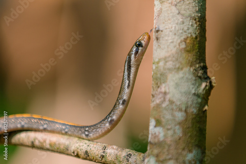 yellow striped snake (Coelognathus flavolineatus) on leaves, animal closeup  photo
