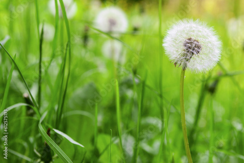 Dandelion flowers in green grass