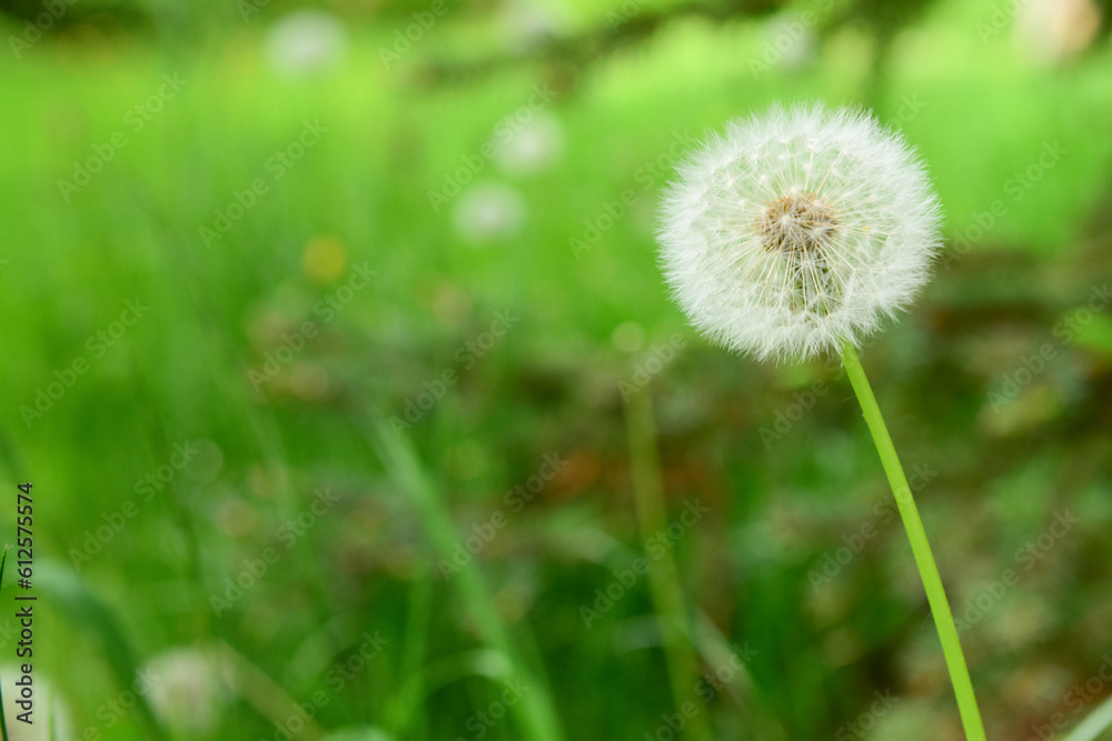 White dandelion flower growing in green grass White dandelion flower growing in green grass