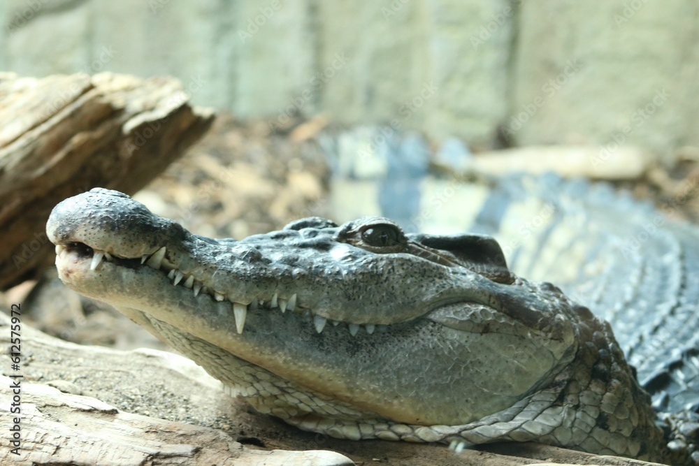 Naklejka premium Crocodile resting on the blurred background in a zoo cage during the daytime