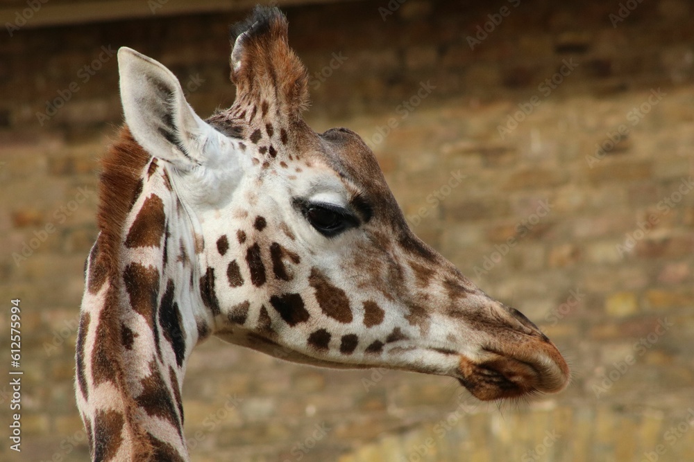 Closeup shot of a giraffe with a brick building in the blurred background in the zoo Closeup shot of a giraffe with a brick building in the blurred background in the zoo