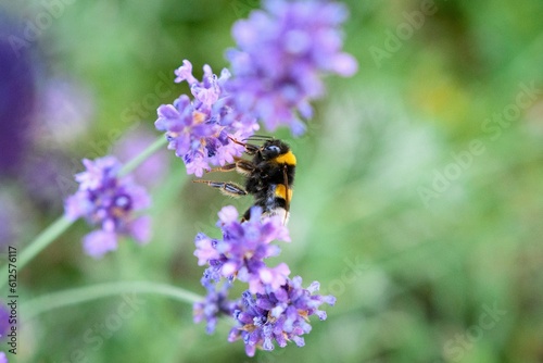 Closeup shot of a bumblebee collecting nectar from a lavender on the blurred background