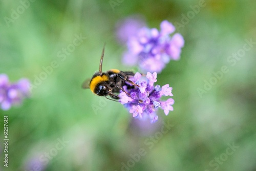 Closeup shot of a bumblebee collecting nectar from a lavender on the blurred background © Vokoun Iván Dániel/Wirestock Creators