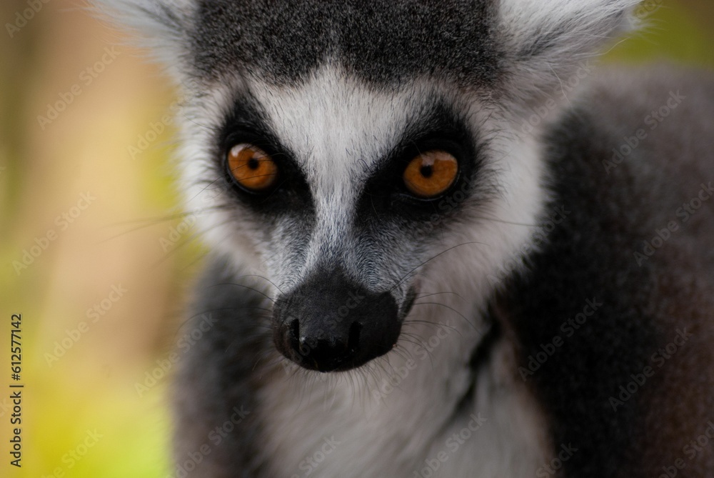 Fototapeta premium Closeup shot of a ring-tailed lemur's hand during daytime on a blurry background