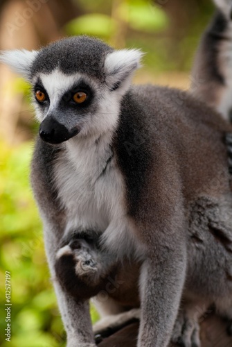 Vertical shot of a ring-tailed lemur on plants during daytime on a blurry background